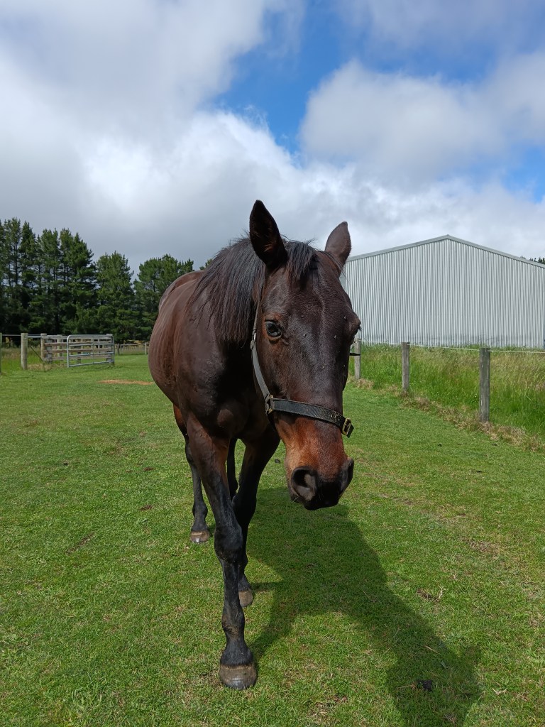 Chilli the horse looking majestic