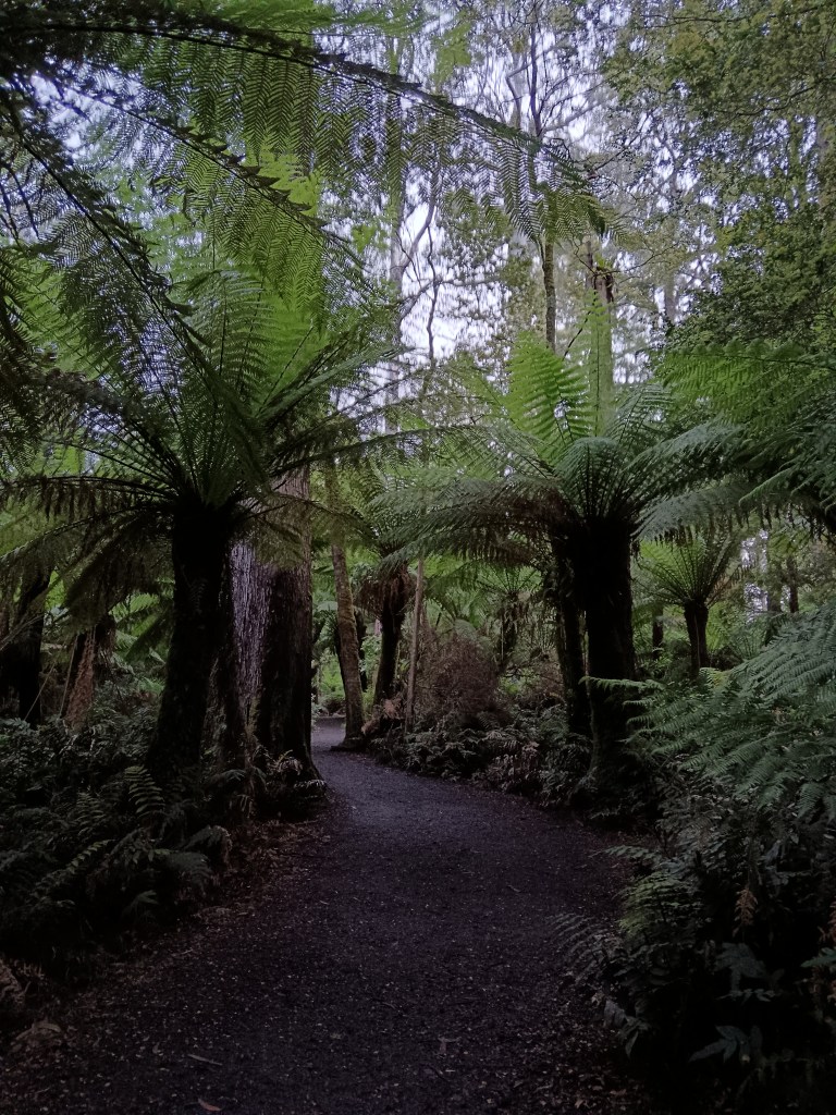 Large palms in a rainforest