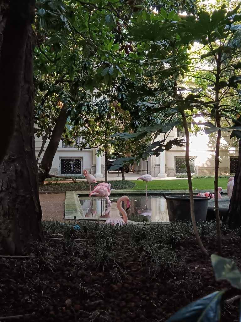 Flamingoes chilling in a park