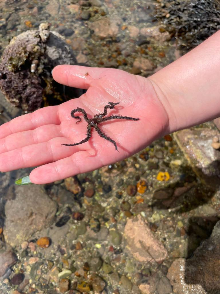 A wee starfish held in a hand