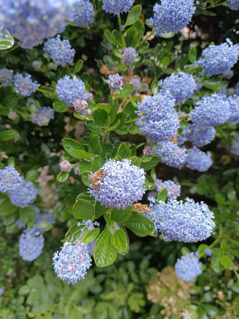 Bees resting on purple flowers