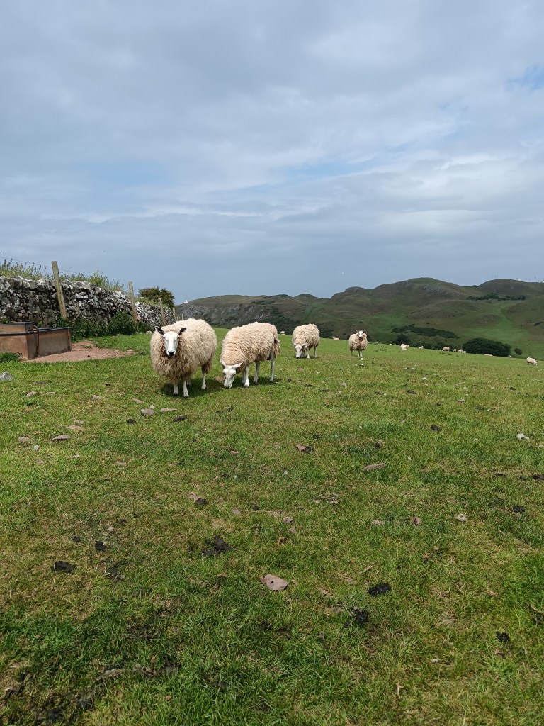 Some sheep in a field 