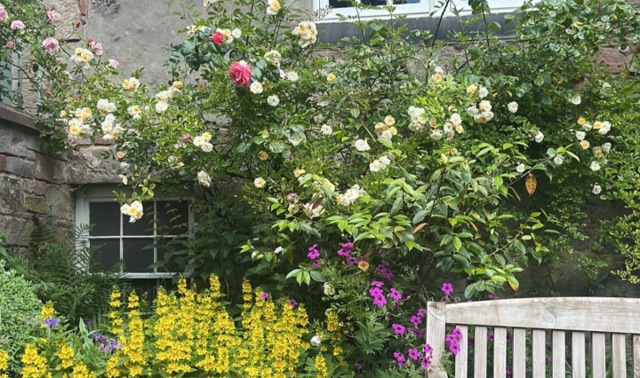 Outside a stone house, flowers grow on bushes around a bench
