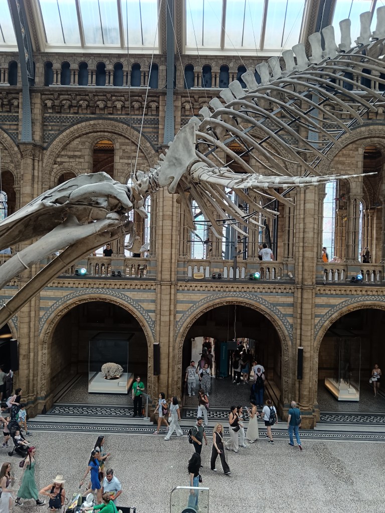 A large dinosaur skeleton hangs over a large museum